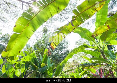 Kambodscha, Battambang, Wat Kor Village, tropischer Gehweg Stockfoto