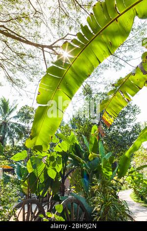 Kambodscha, Battambang, Wat Kor Village, tropischer Gehweg Stockfoto