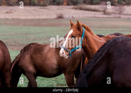 Weidende Pferde über das Feld verteilt Stockfoto