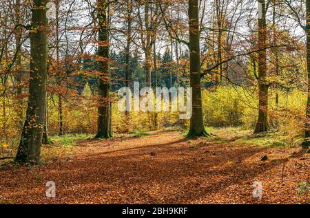 Deutschland, Baden-Württemberg, Sigmaringen, Buchenwald im Josefslust, einem Jagdgebiet des Hauses Hohenzollern. Der Josefslust Park ist als Naherholungsgebiet für die Öffentlichkeit zugänglich. Stockfoto