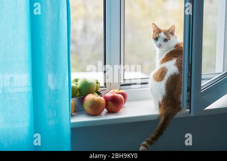 Weiße und Ingwer Katze sitzt auf einer Fensterbank neben grünen und roten Äpfeln. Katze direkt auf die Kamera schauen, blaue Vorhänge schließen einen Teil des w Stockfoto