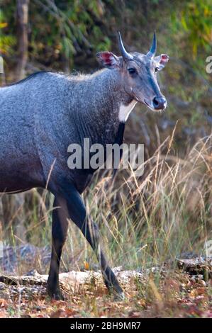 Nahaufnahme von Nilgai (Blauer Bulle) (Boselaphus tragocamelus), Indien Stockfoto