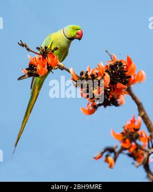 Rosenringelsittich (Psittacula krameni), der auf Ast steht, Indien Stockfoto