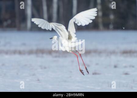 Silberreiher im Flug Stockfoto