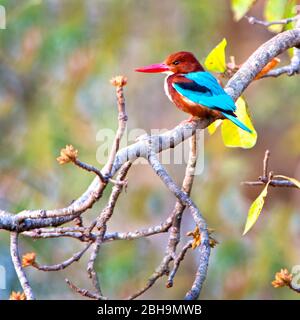 Weißkehliger (Halcyon smyrnensis), der an Baumzweig streichelt, Indien Stockfoto