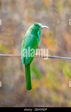 Nahaufnahme von Blaukehligen (Merops viridis), Indien Stockfoto