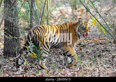 Nahaufnahme des brüllenden bengalischen Tigers, Indien Stockfoto