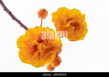 Blühende cochlospermum regium oder gelbe Seide Baumwollblume isoliert auf weißem Hintergrund. Stockfoto