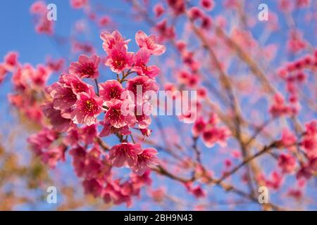 Wilde himalaya-Kirsche oder Prunus cerasoides oder Sakura von thailand blühend in der Wintersaison mit blauem Himmel Hintergrund. Stockfoto