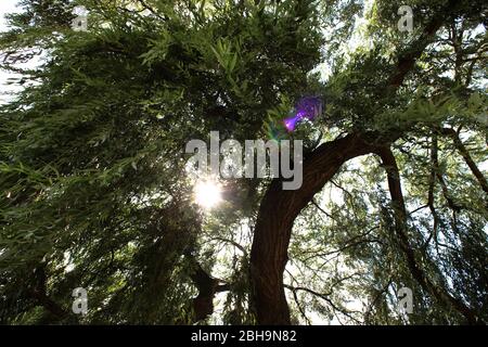 Baum, Hintergrundbeleuchtung Stockfoto