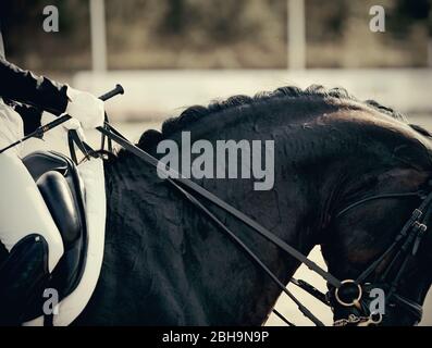 Hals Sport schwarzes Pferd im Doppelzaum. Dressur der Pferde. Reitsport... Stockfoto