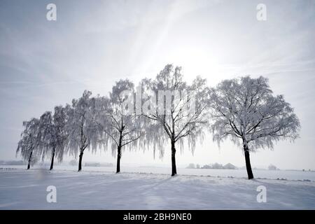 Deutschland, Bayern, Oberbayern, Altötting, Birkenallee im Winter, Raureif, weiß in weiß Stockfoto