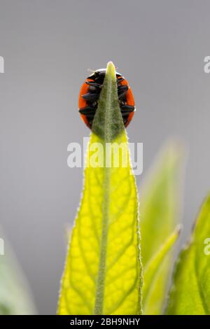 Marienkäfer, sieben Flecken, Coccinella septempunctata Stockfoto
