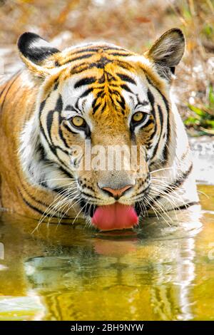 Bengalischer Tiger Trinkwasser, Indien Stockfoto