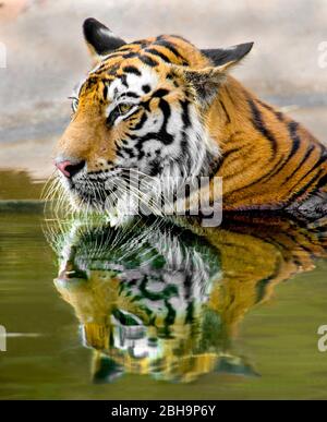 Bengaltiger, der sich im Wasser spiegelt, Indien Stockfoto