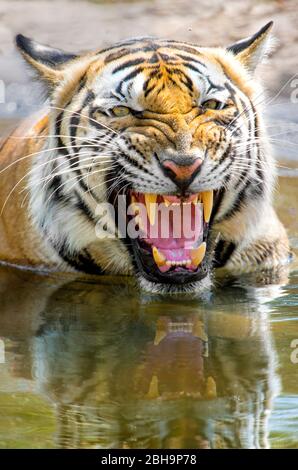Nahaufnahme des brüllenden bengalischen Tigers, Indien Stockfoto