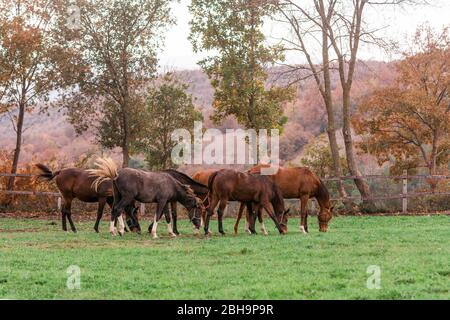 Weidende Pferde über das Feld verteilt Stockfoto