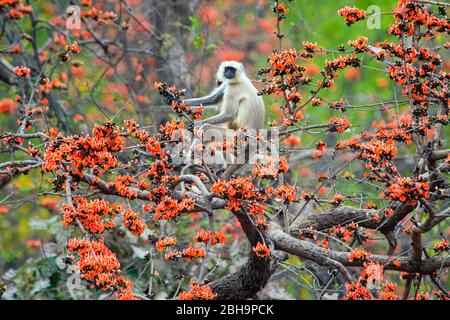 Languraffen auf Baum sitzend, Indien Stockfoto