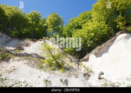 Kreideküste, Baum, Nationalpark Jasmund, Sassnitz, Insel Rügen, Mecklenburg-Vorpommern, Deutschland, Europa Stockfoto