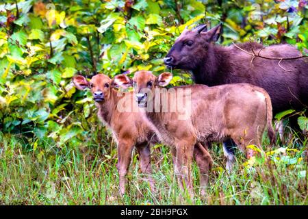 Gaur (indisches Bison) Kalb, Indien Stockfoto