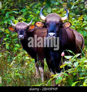 Nahaufnahme von Gaur (Indischer Bison), Indien Stockfoto