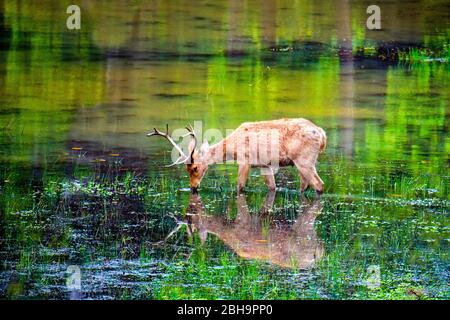 Barasingha (Sumpfhirsch), die sich im Wasser spiegeln, Indien Stockfoto