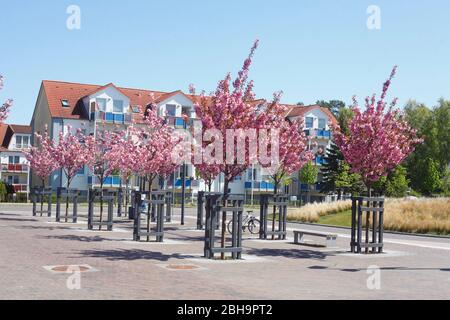 Blühende Bäume vor dem Appartementhaus Strandruh, Binz auf Rügen, Insel Rügen, Mecklenburg-Vorpommern, Deutschland, Europa Stockfoto