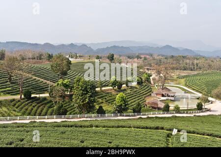 Schöne Landschaft in Choui Fong Tea Plantation, Mae Chan, Nord-Thailand, Asien Stockfoto