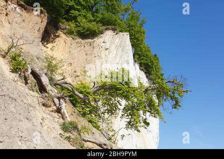 Kreideküste, Baum, Nationalpark Jasmund, Sassnitz, Insel Rügen, Mecklenburg-Vorpommern, Deutschland, Europa Stockfoto