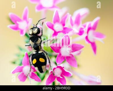 Die Mutillidae sind eine Familie von mehr als 7,000 Wespenarten, deren flügelfreie Weibchen großen, haarigen Ameisen ähneln. Stockfoto