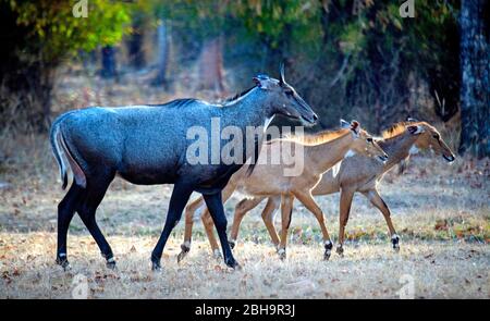 Nahaufnahme von Nilgai (Blauer Bulle), Indien Stockfoto