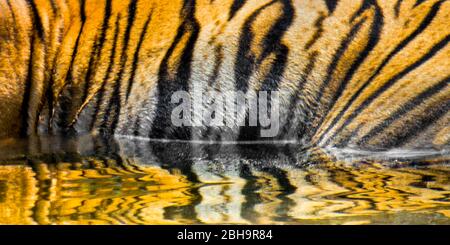 Tiger Streifen im Wasser, Indien Stockfoto