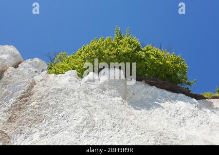 Kreideküste, Baum, Nationalpark Jasmund, Sassnitz, Insel Rügen, Mecklenburg-Vorpommern, Deutschland, Europa Stockfoto