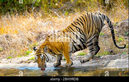 Nahaufnahme von bengalischen Tiger Trinkwasser, Indien Stockfoto