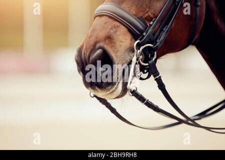 Nase Sport braunes Pferd im Doppelzaum. Dressurpferd. Reitsport. Stockfoto