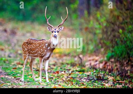 Gefleckte Hirsche, die die Kamera ansahen, Indien Stockfoto