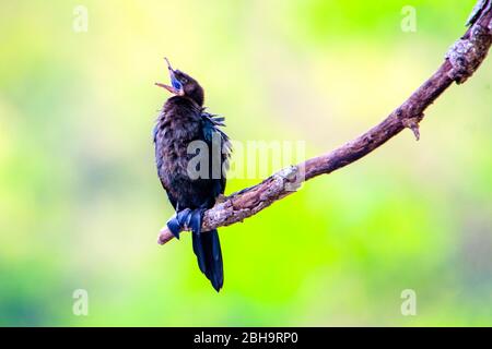 Nahaufnahme des Calling Indian cormorant (Indian shag) (Phalacrocorax fuscicollis), Indien Stockfoto