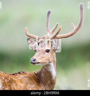 Nahaufnahme von Spotthirschen (cheetal), Indien Stockfoto