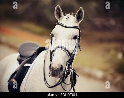 Reitsport. Portrait Sport grauen Hengst im Doppelzaum. Stockfoto