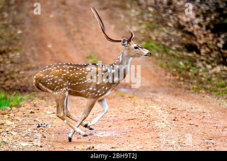 Ansicht von Rusa alfredi (Rusa alfredi), Indien Stockfoto