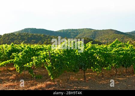 Weinberg im Luberon Stockfoto