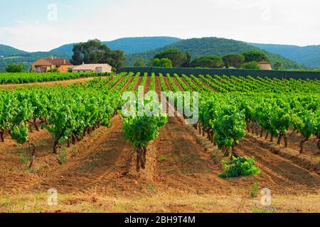 Weinberg im Luberon Stockfoto