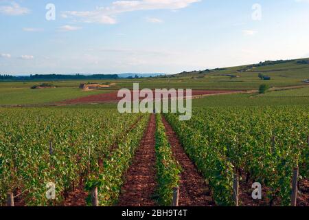 Weinberg im Luberon Stockfoto