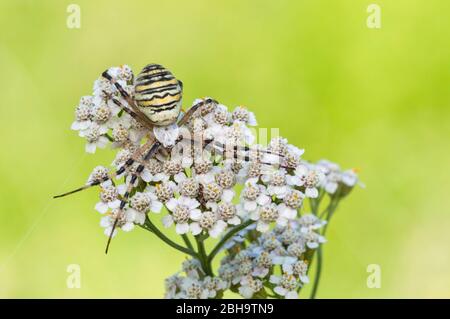 Wespenspinne, Argiope bruennichi, weiblich, mit Signal auf Umbellifer, Brandenburg, Deutschland Stockfoto