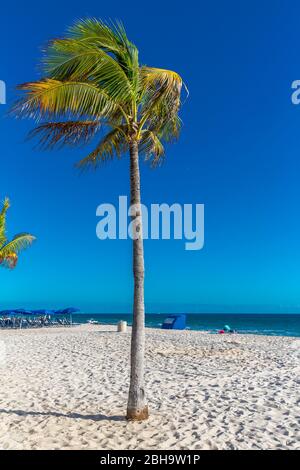 Palme am Strand, Fort Lauderdale Beach Boulevard, Fort Lauderdale, Broward County, Florida, USA, Nordamerika Stockfoto