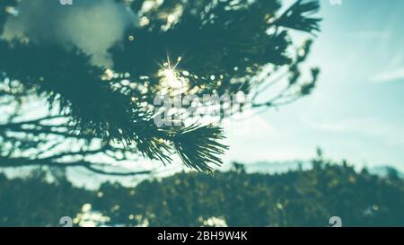 Zweige und Sonne im Winter im Wald - Hintergrundbeleuchtung und Details. Abstrakter Hintergrund. Stockfoto