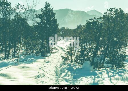 Schneebedeckte Landschaft im Murnauer Moos mit Blick auf die Gipfel der Alpen. Stockfoto