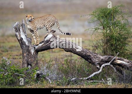 Ansicht von Geparden (Acinonyx jubatus) auf gebrochenem Baum, Ngorongoro Conservation Area, Tansania Stockfoto