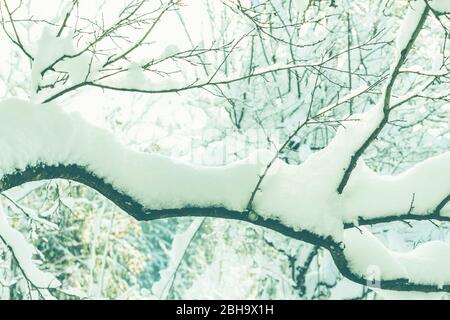 Winter: Viel Schnee auf den Bäumen in Bayern. Stockfoto