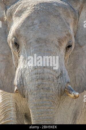 Nahaufnahme des Elephant Head, Etosha National Park, Namibia, Afrika Stockfoto